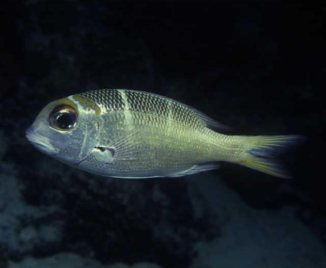 Monotaxis heterodon